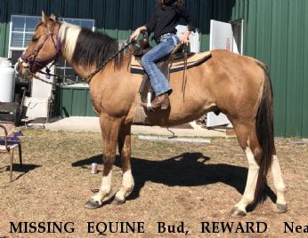 MISSING EQUINE Bud, REWARD  Near Thomaston , TX, 77989